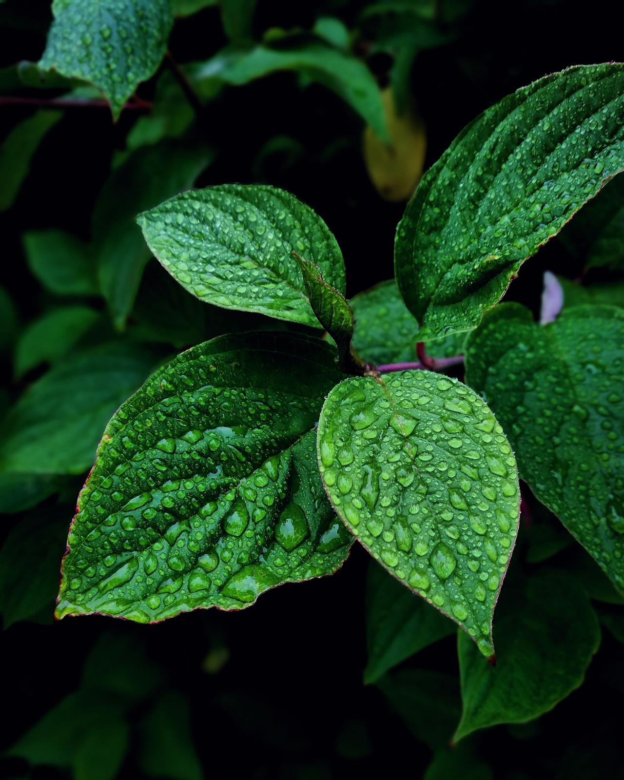 Aromatic