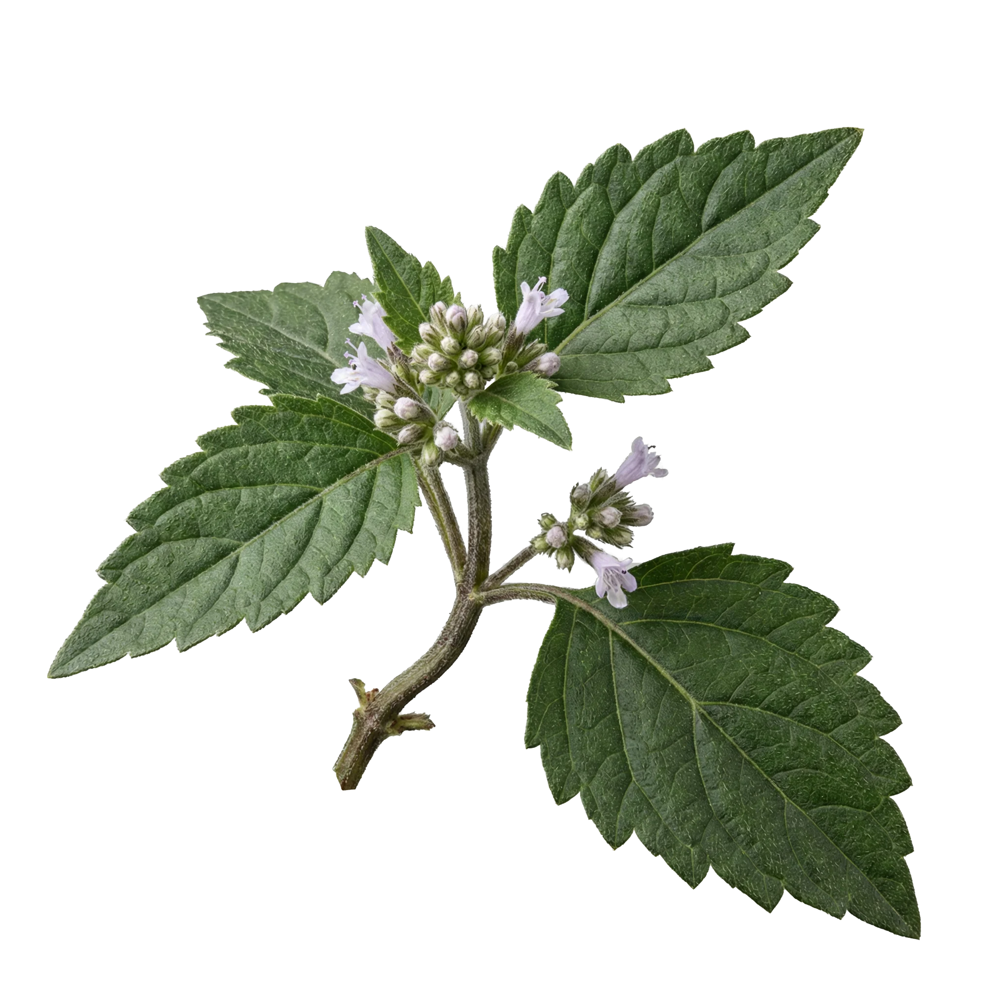 patchouli