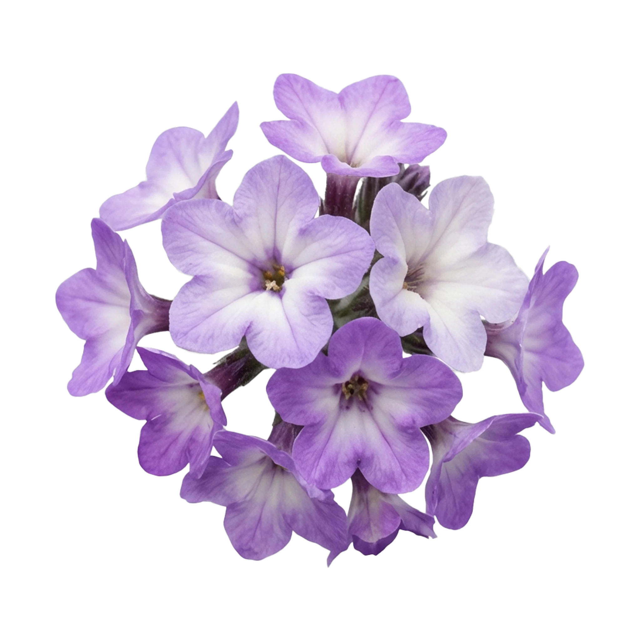 heliotrope