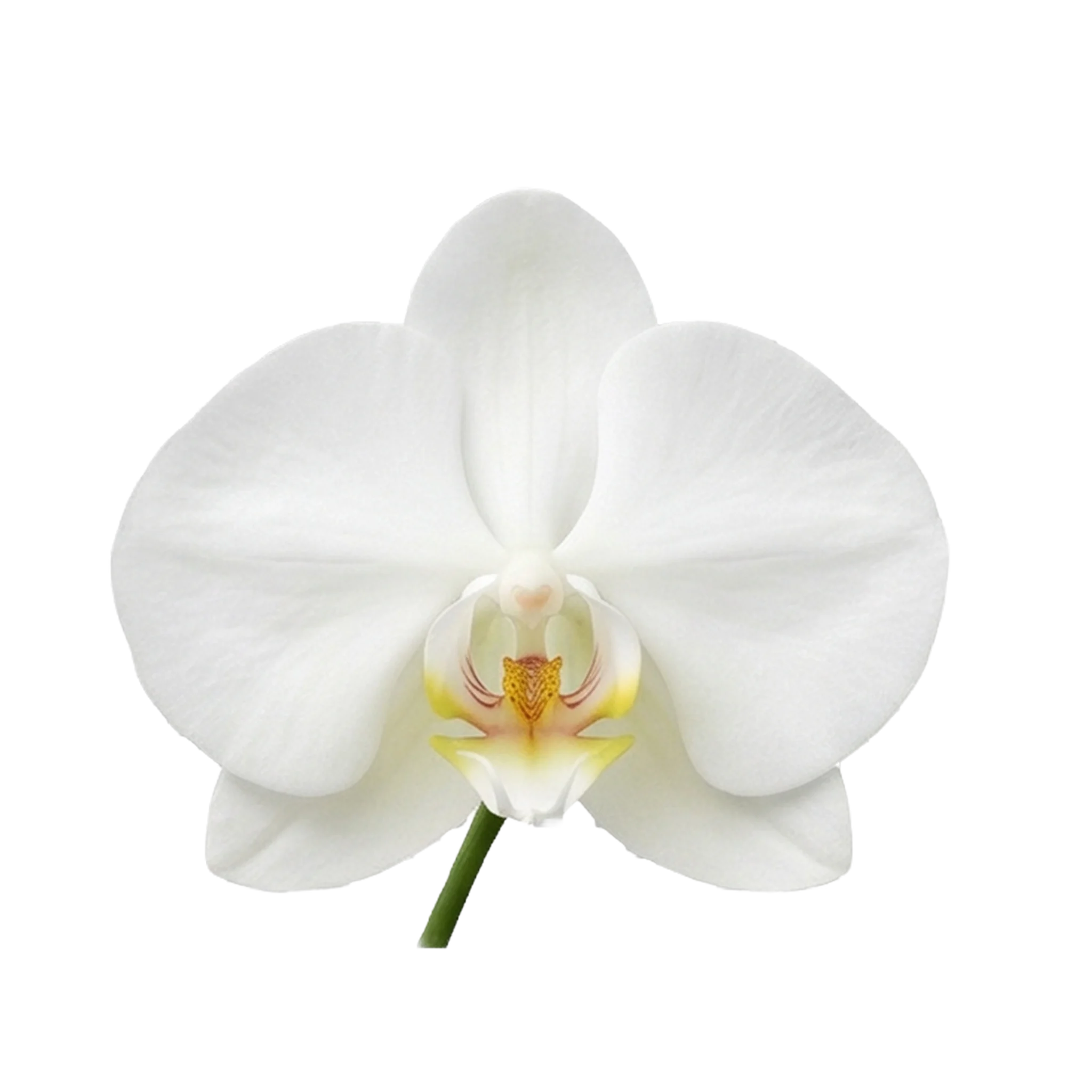 Orchidee