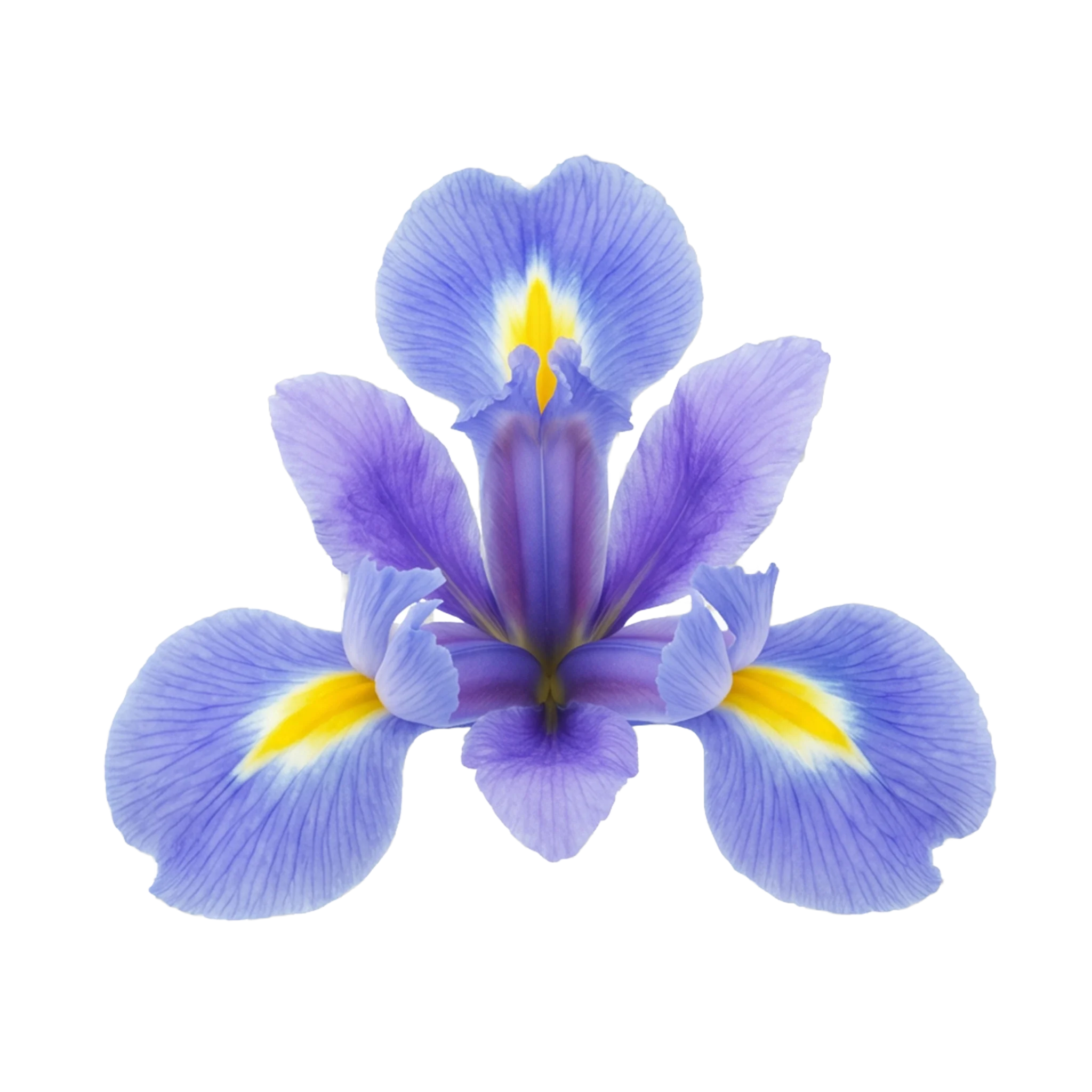 Iris