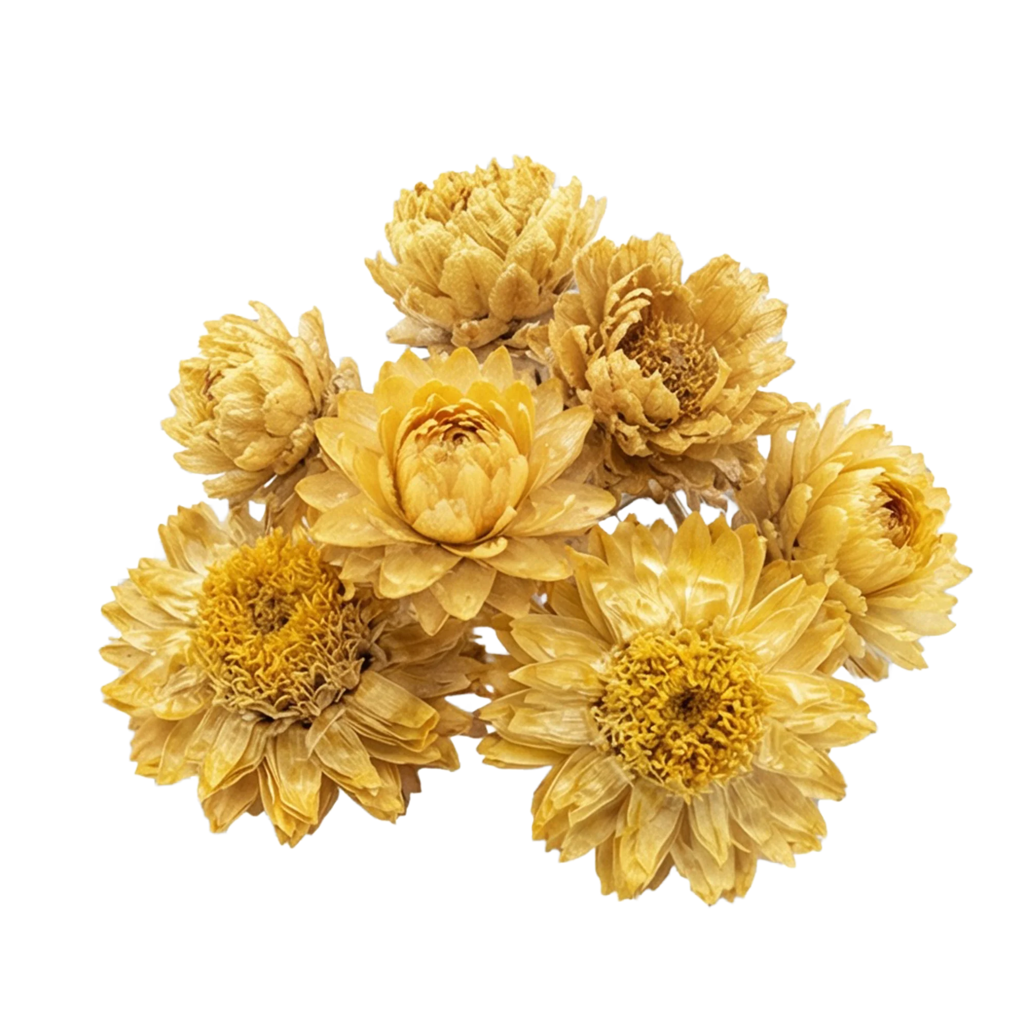 Immortelle (Italienische Strohblume)