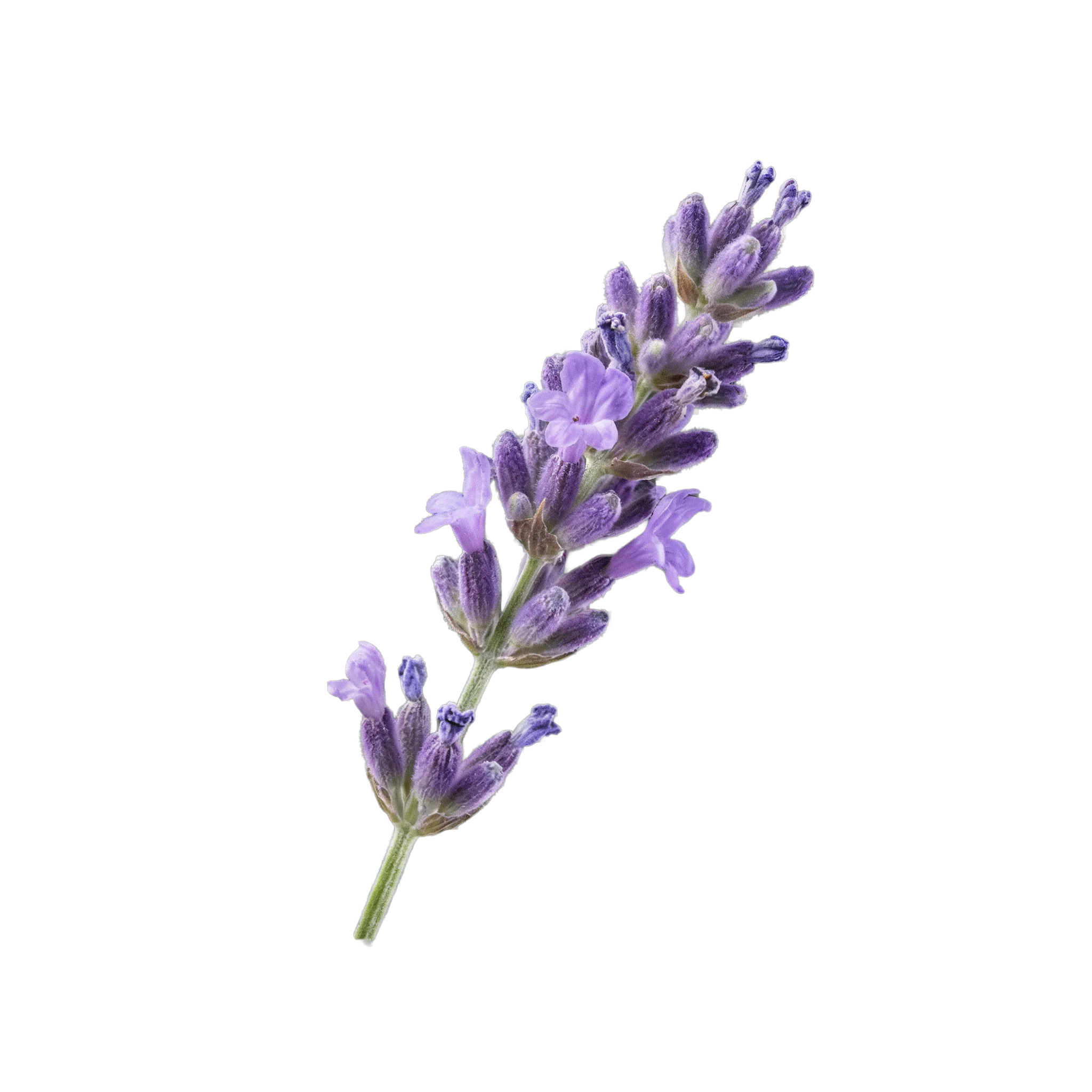 Lavendel