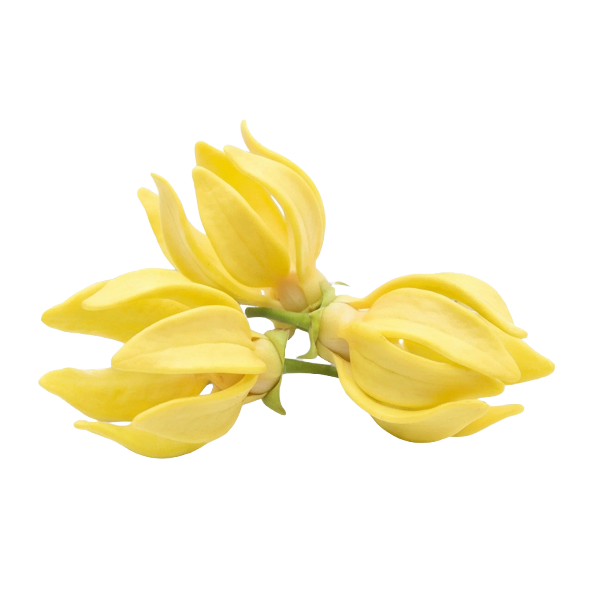 Ylang-Ylang